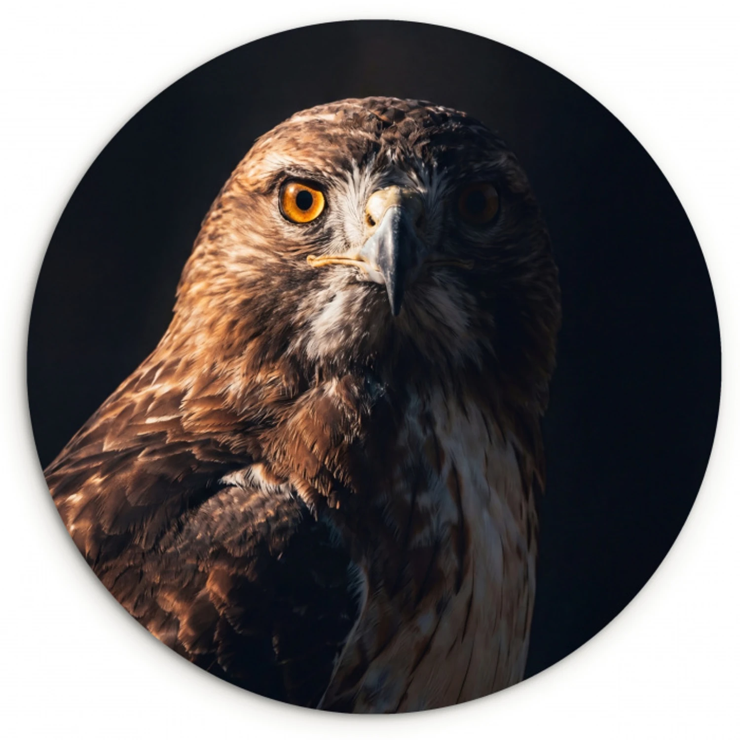 Roofvogel - Buizerd - Bruin Wandcirkel kunststof plaat 5mm dik klein -3d