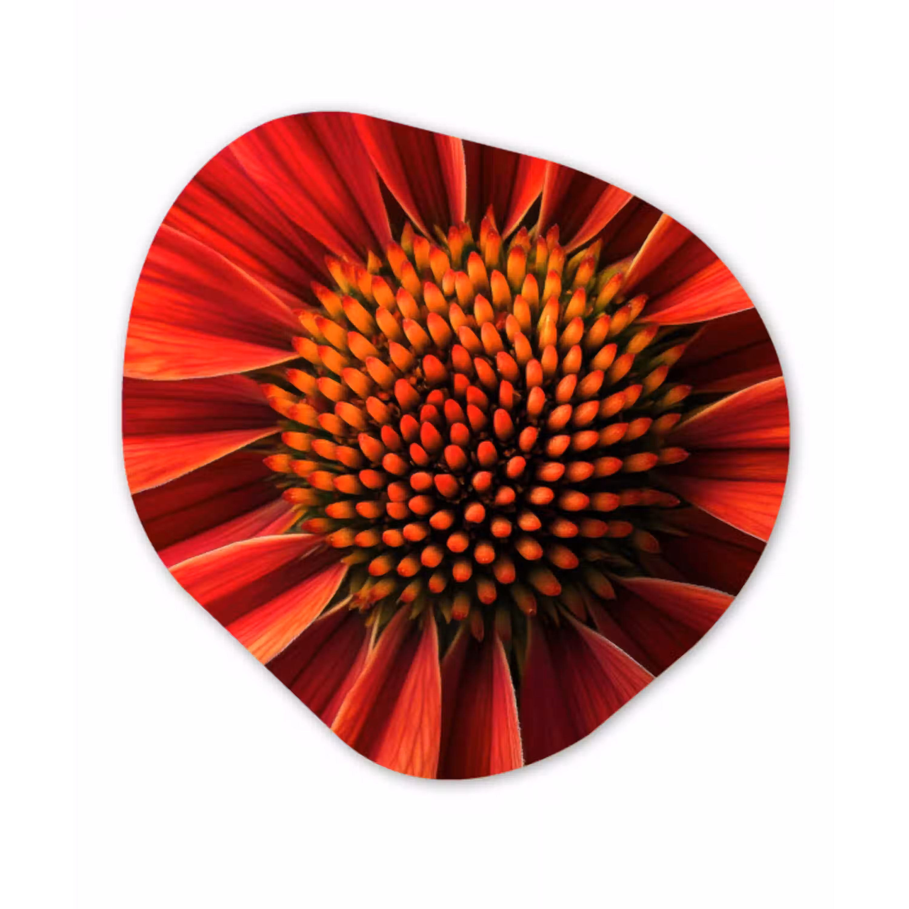 Close up - Bloem- Rood Wandcirkel Organisch Aluminium middel -3d