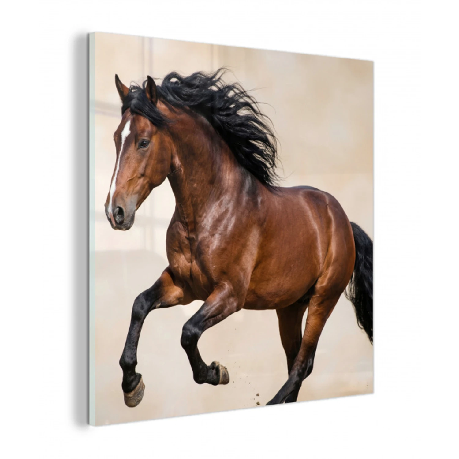 Paard - Galop - Energie plexiglas 5mm klein -z3d