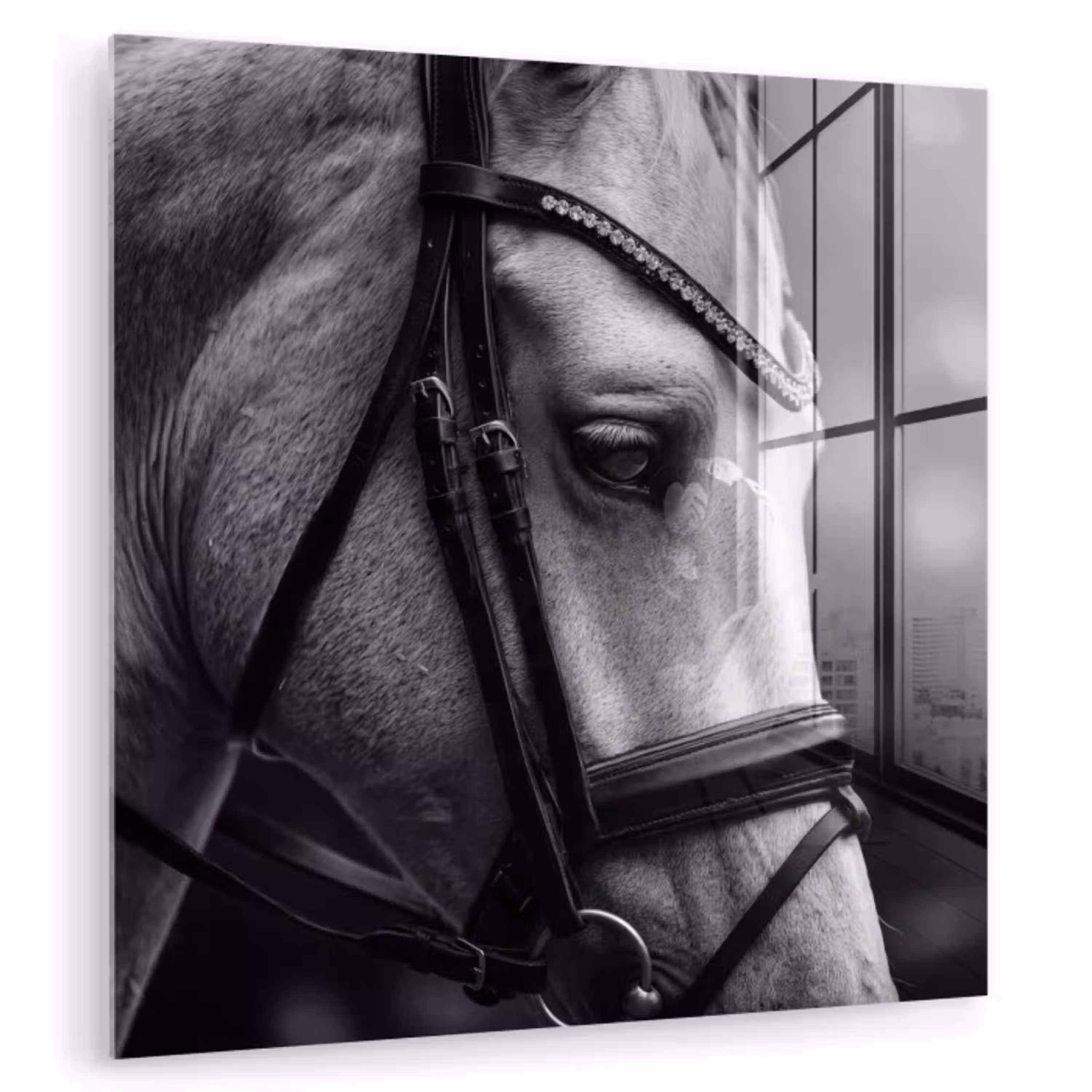 Paard - Schimmel - Portret plexiglas 5mm klein -zzzproduct_nieuw