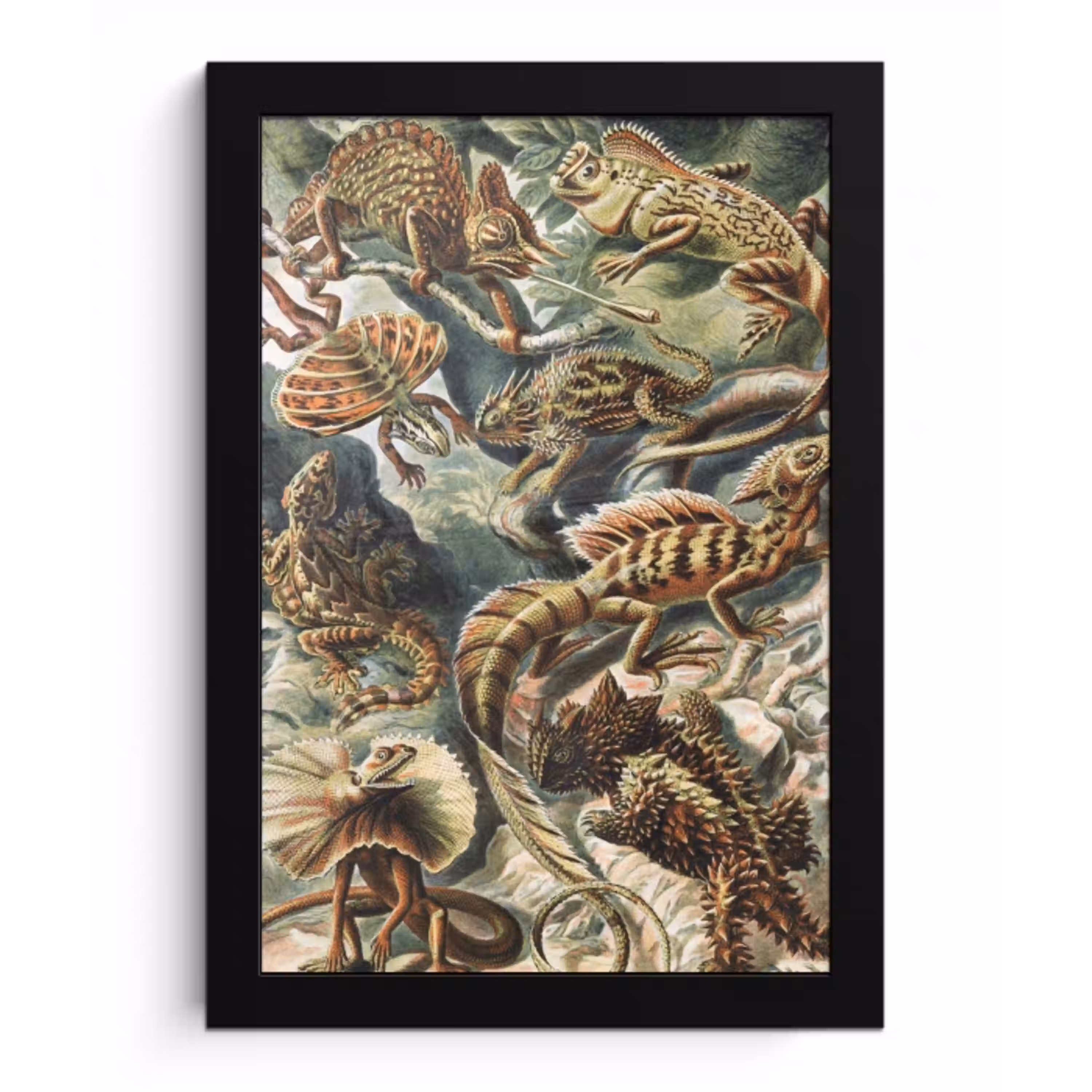 Vintage - Kunst - Ernst Haeckel - Salamanders - Dieren fotolijst zwart zonder passe partout klein -3d