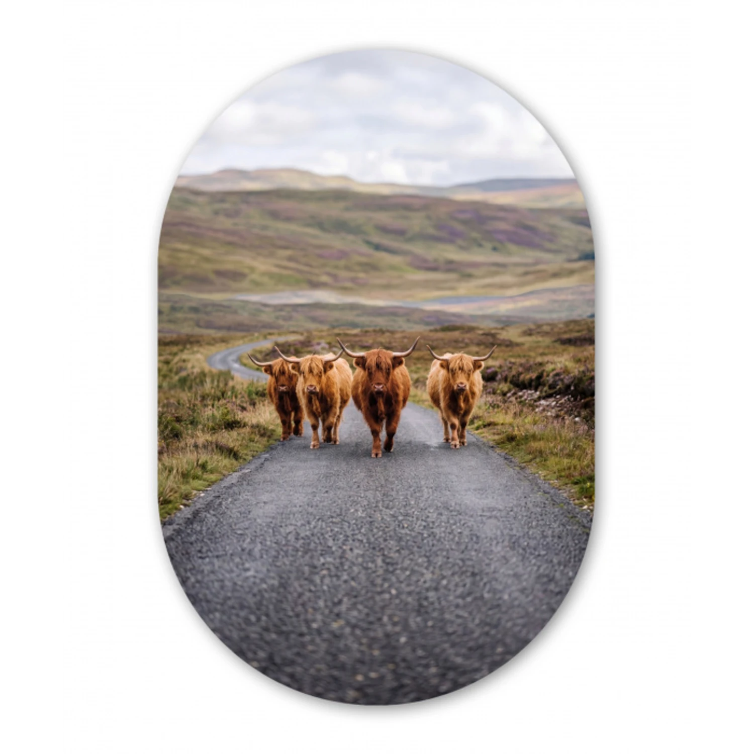 Schotse Hooglanders - Weg - Landschap - Kudde Wandcirkel Ovaal Aluminium middel -3d