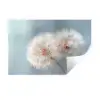 Paardenbloemen - Pluisjes - Wit Muursticker klein -3d