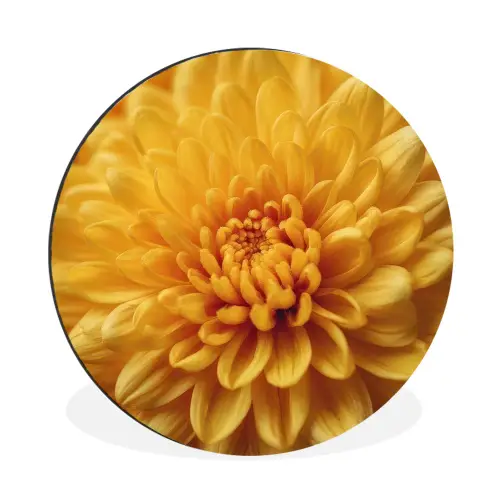 Geel - Chrysant - Zachtheid Wandcirkel aluminium klein -3d