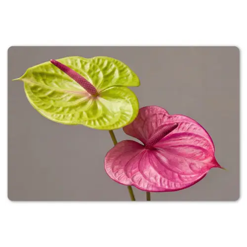 Planten - Anthurium - Groen - Roze Placemat vinyl groot -zzsfeer1_Kitchenyeah-website