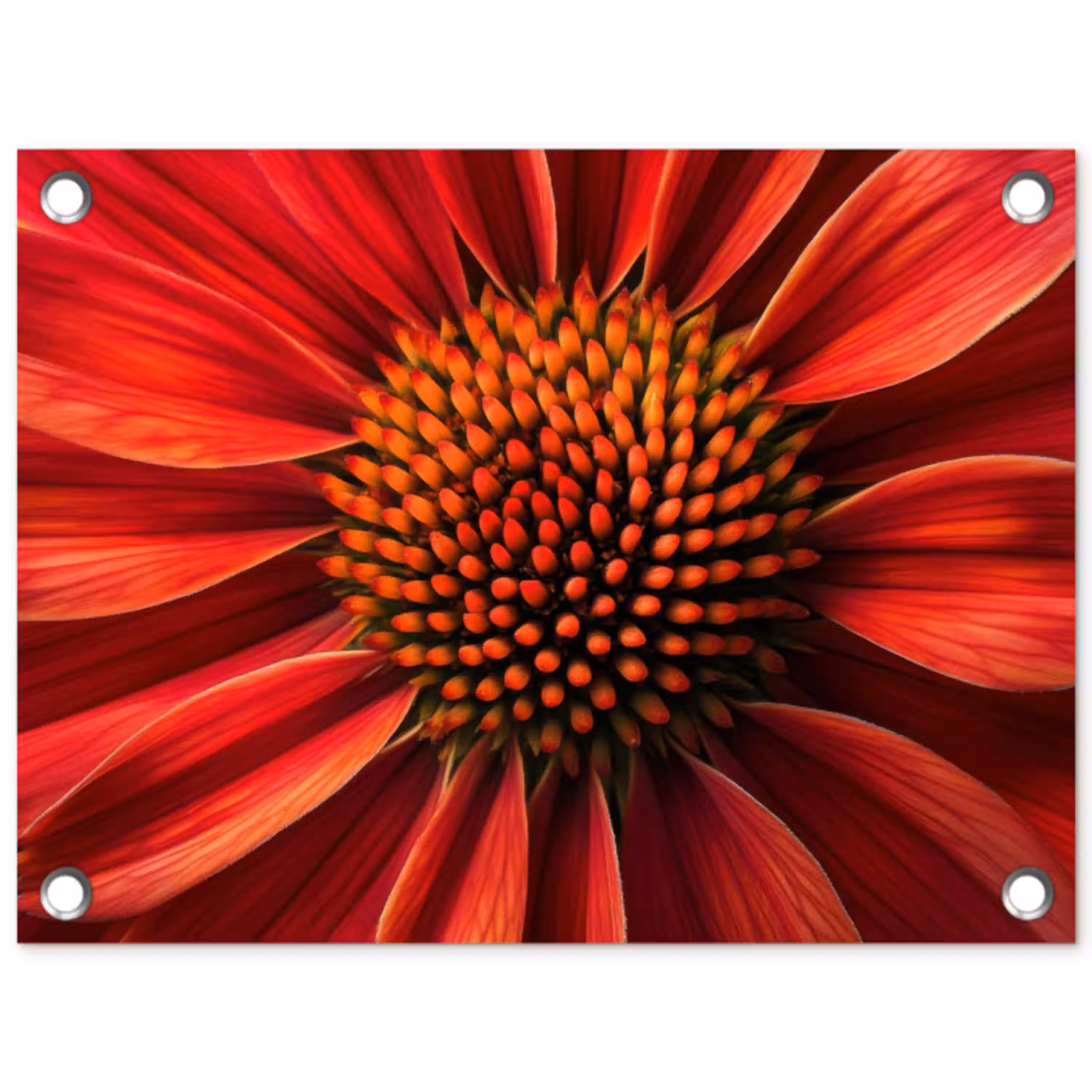 Close up - Bloem- Rood tuinposter los doek klein -3d
