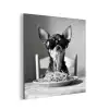 Chihuahua - Hond - Zonnebril - Humoristisch - Zwart - Wit - Spaghetti aluminium wit klein -3d