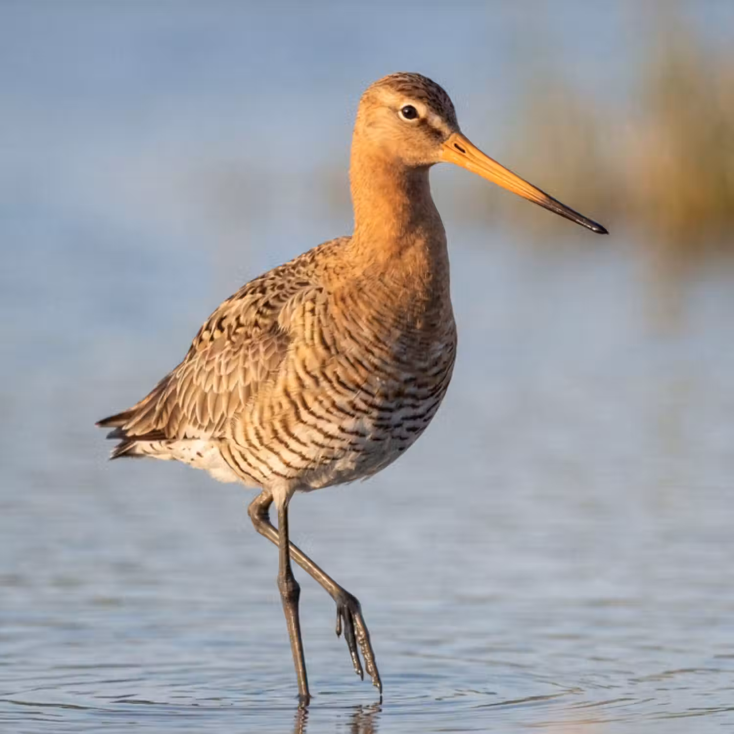 Tapete - Vogel - Stelzenläufer - Wasser - Natur