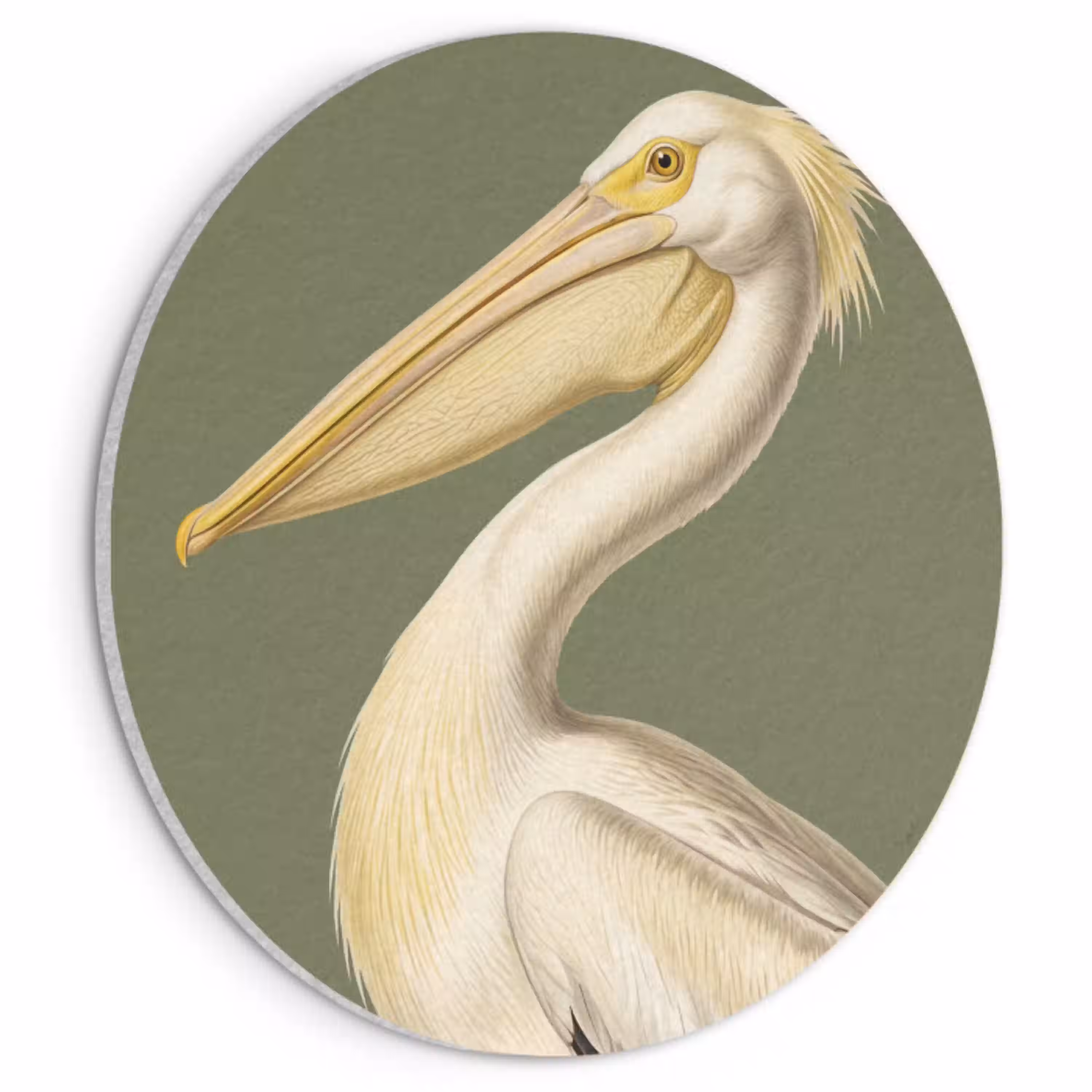 Pelikaan - Wit - Vogel - Klassiek - Natuur Akoestische PET Vilt - Rond klein -3d