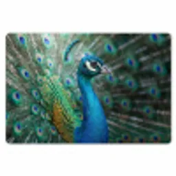 Pauw - Veren - Blauw Placemat vinyl groot -zzsfeer1_Kitchenyeah-website