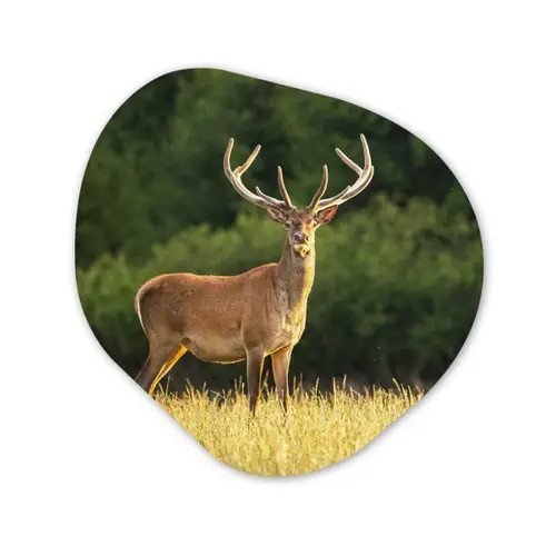Hert - Gewei - Gras - Natuur - Dieren - Groen Wandcirkel Organisch Forex 3mm klein -3d