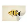 Geel - Vis - Strepen - Tropisch Muursticker klein -3d