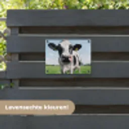 Koeien Close-up tuinposter los doek klein -sfeer3