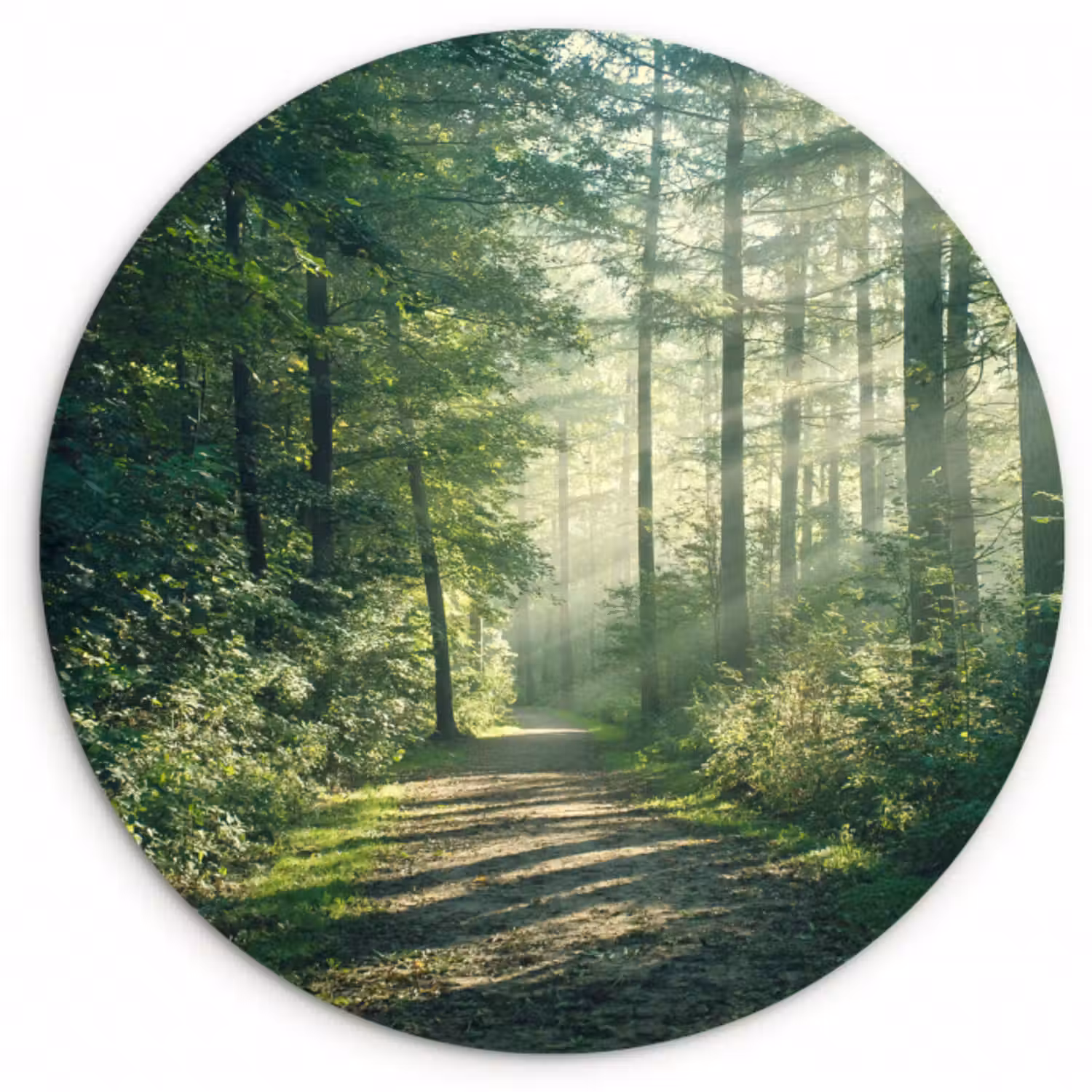 Muurcirkel - Bos - Pad - Zon - Bomen - Groen - Natuur