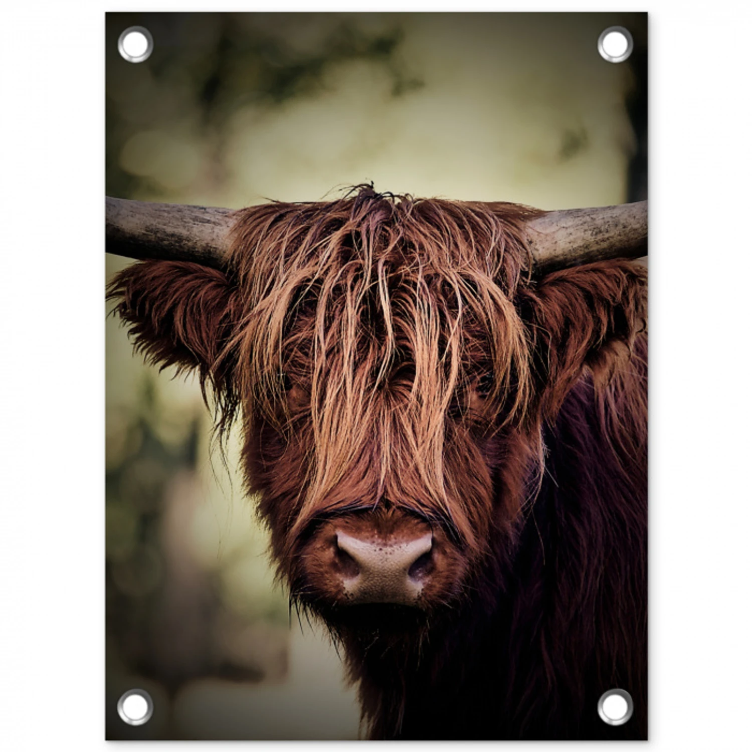 Majestueuze Hooglander in het Donker tuinposter los doek klein -3d