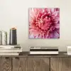 Dahlia - Bloem - Close up - Roze aluminium wit klein -sfeer1