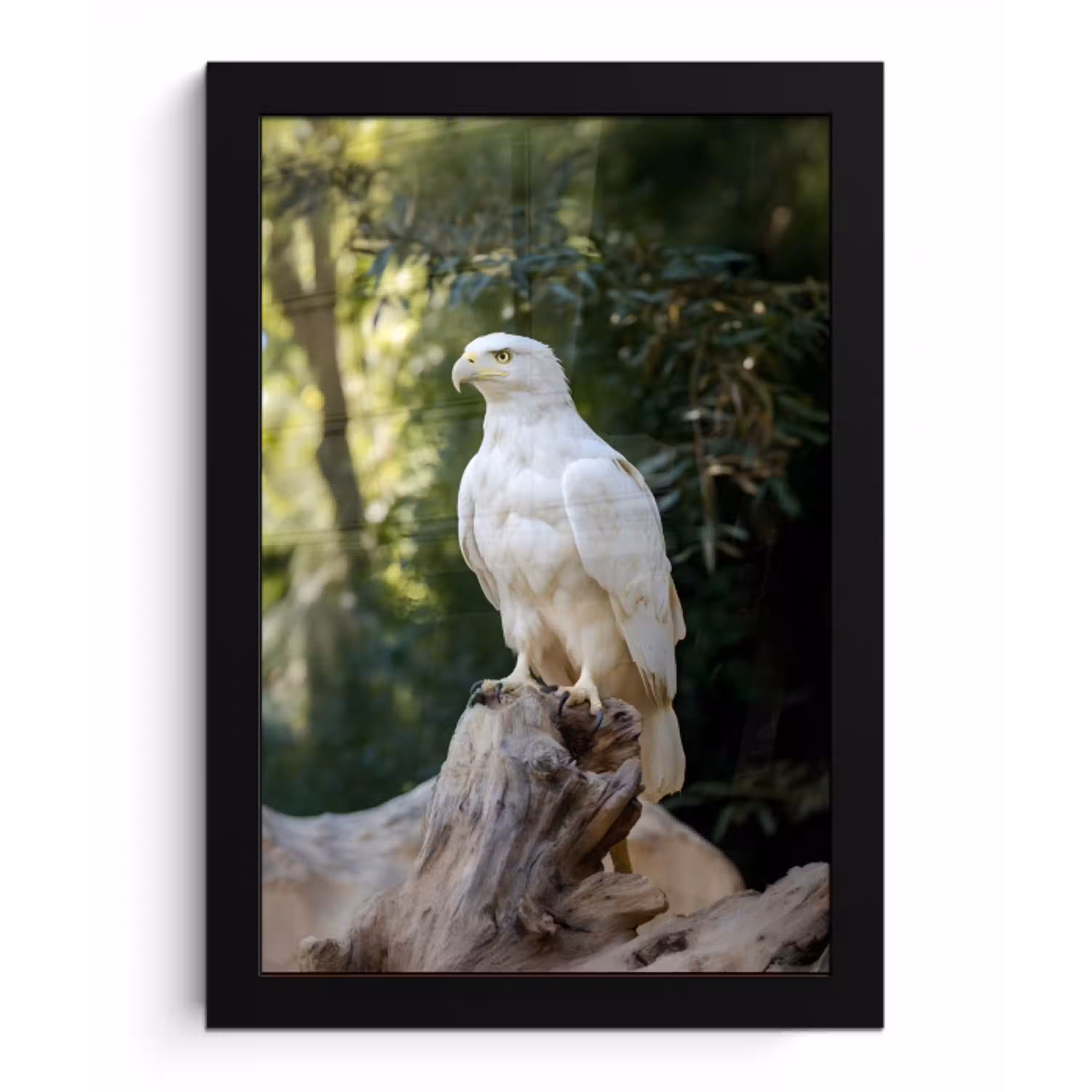 Arend - Hout - Wit - Planten fotolijst zwart zonder passe partout klein -3d