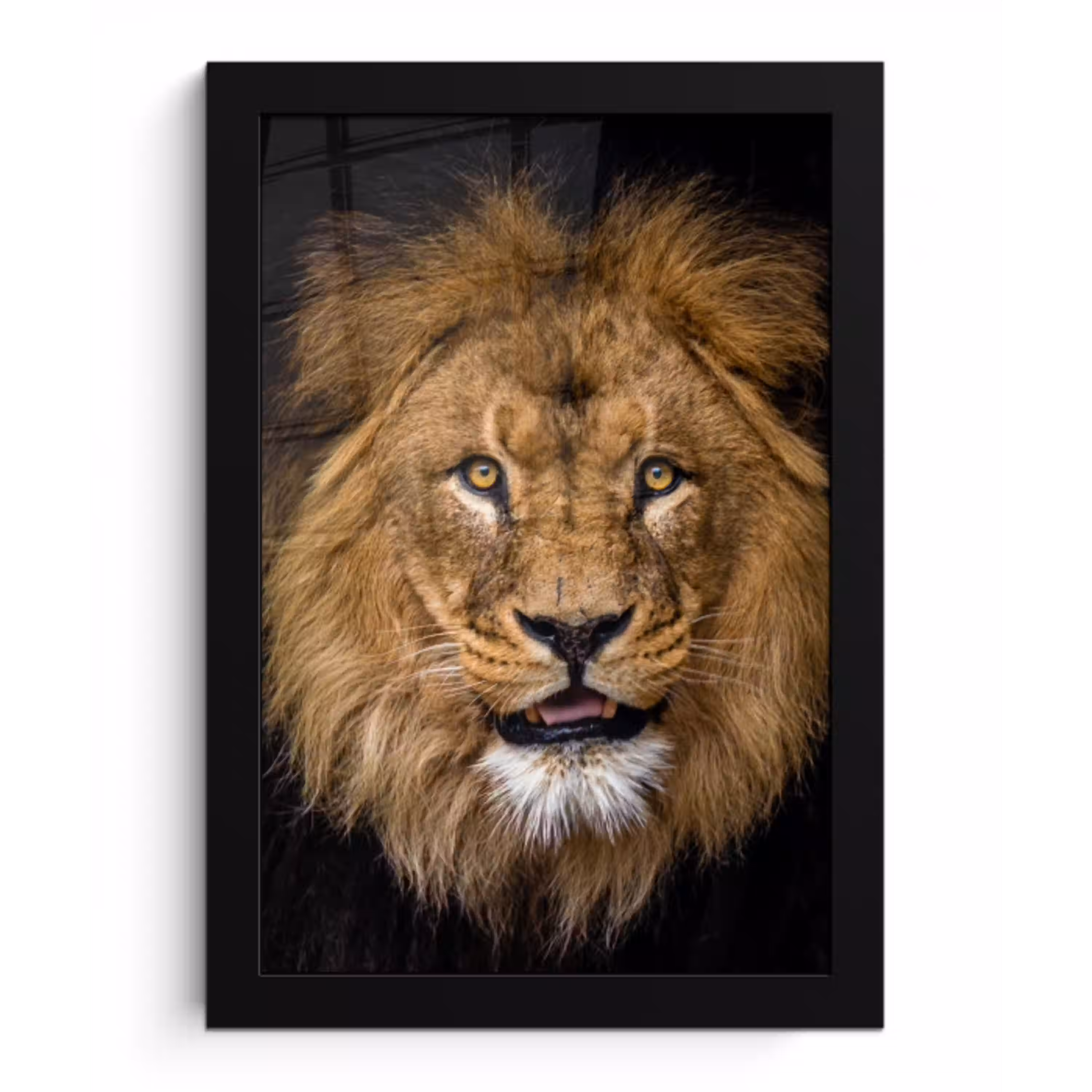 Leeuw - Portret - Zwart - Dieren fotolijst zwart zonder passe partout klein -3d