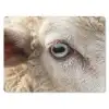 Schaap - Oog - Wit muismat rubber klein -3d