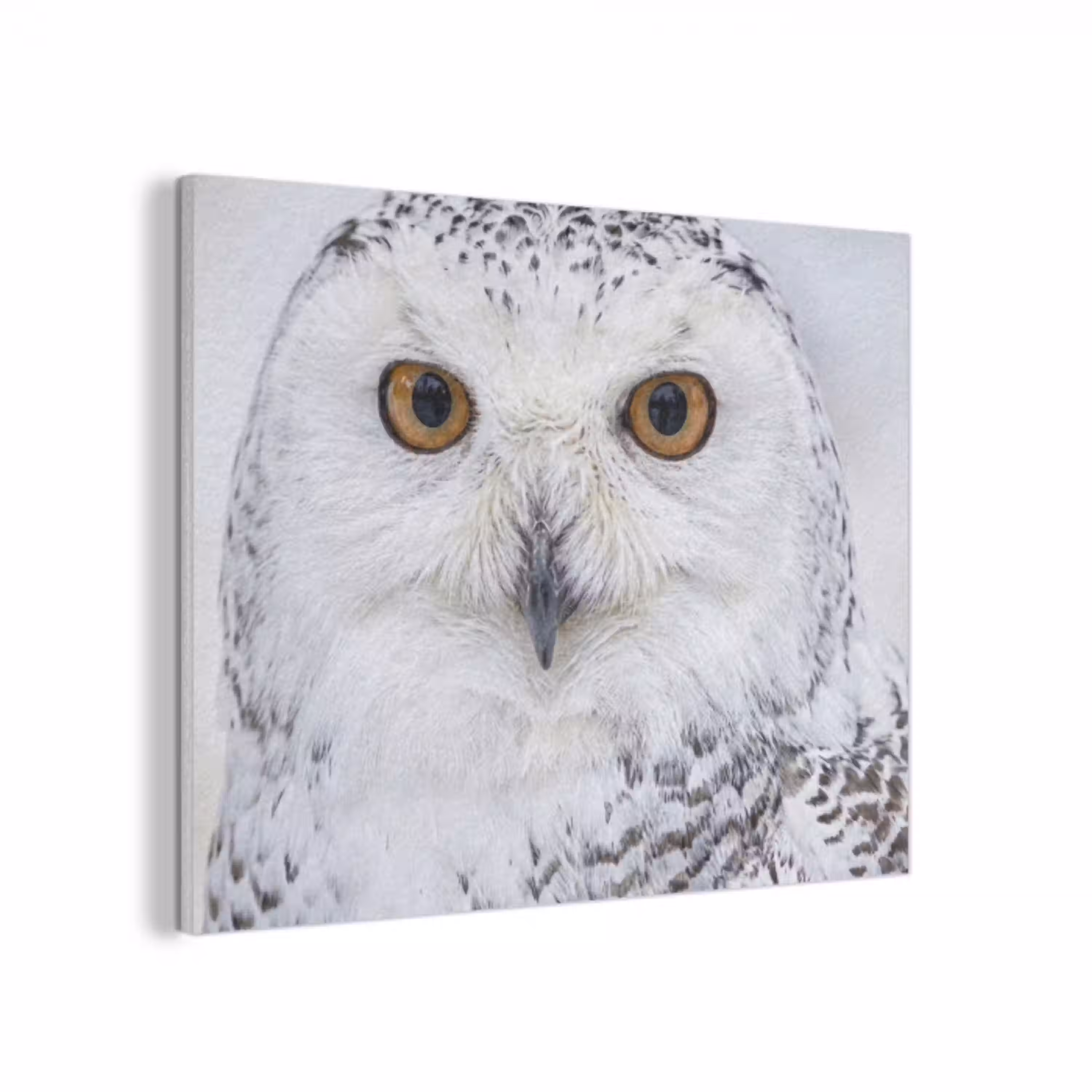 Sneeuwuil - Oog - Wildlife - Wit PET vilt klein -3d