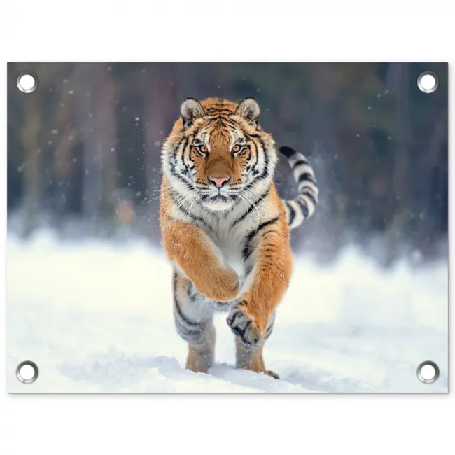 Tijger - Landschap - Sneeuw - Winter - Dieren tuinposter los doek klein -3d