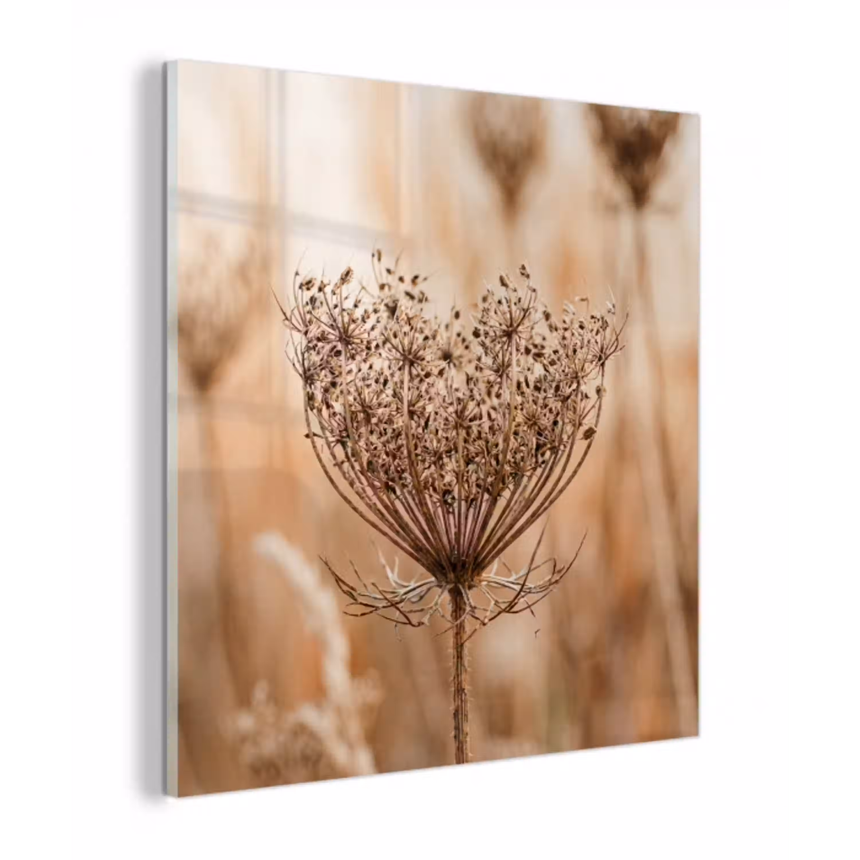 Schermbloem - Droogbloem - Winter - Beige - Minimalistisch plexiglas 5mm klein -z3d