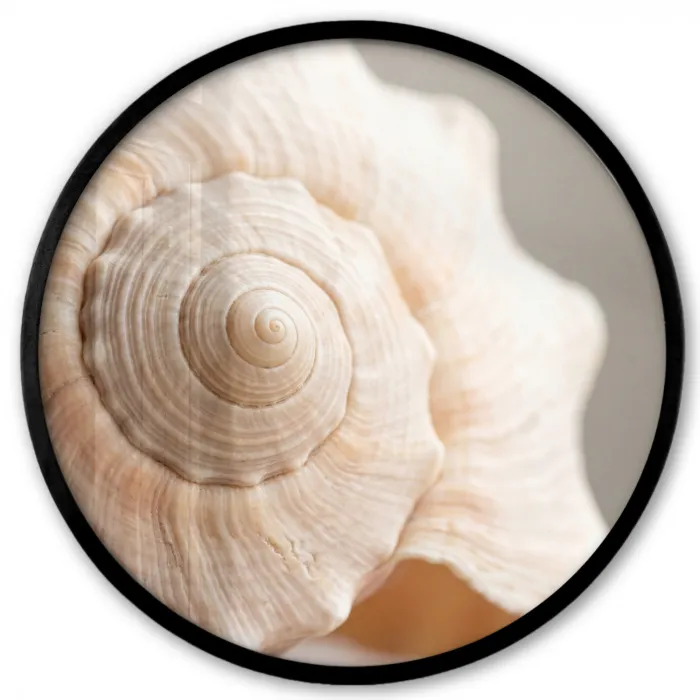 Schelp - Detail - Beige Fotolijst rond zonder passe partout klein -3d