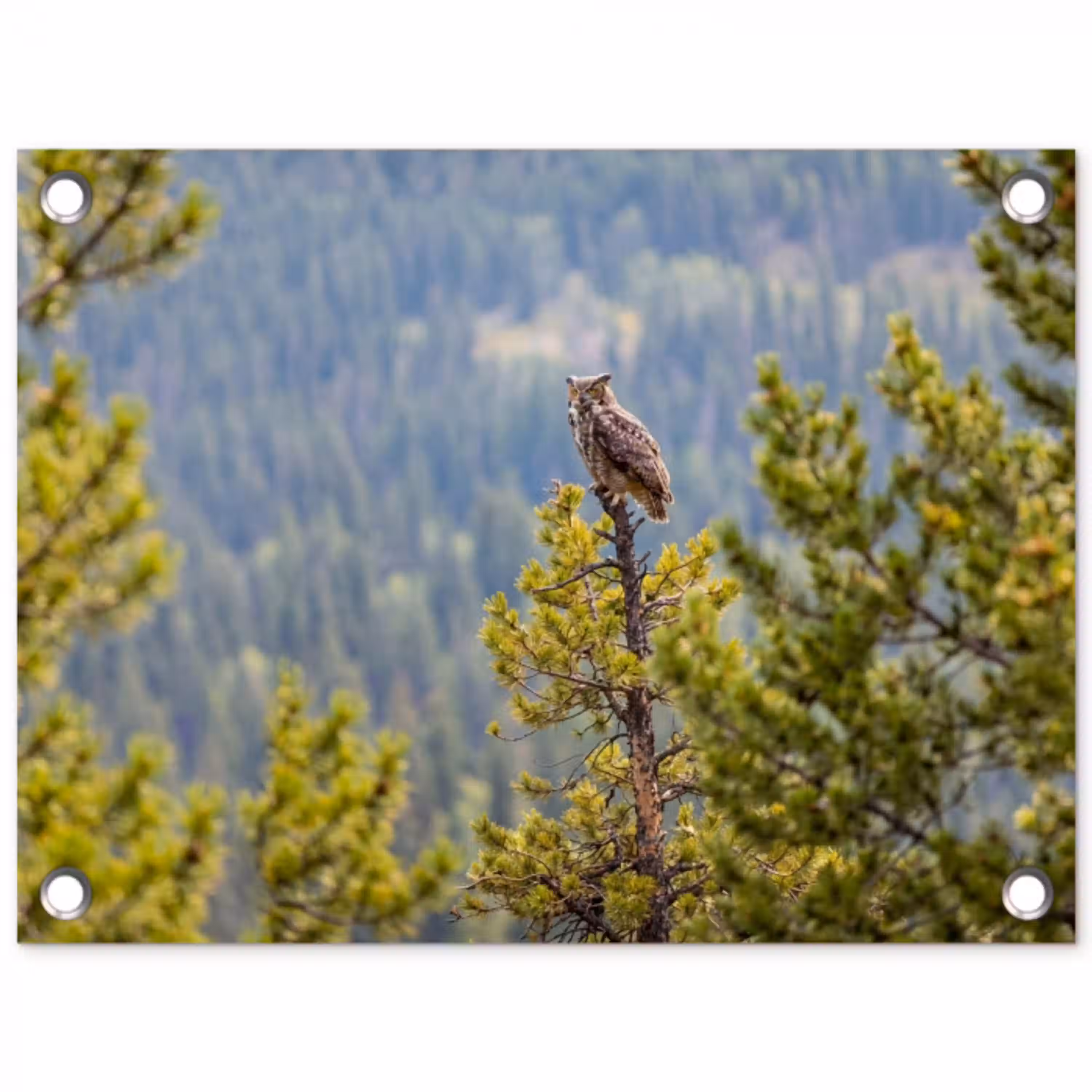 Uil - Oehoe - Bomen - Natuur tuinposter los doek klein -3d