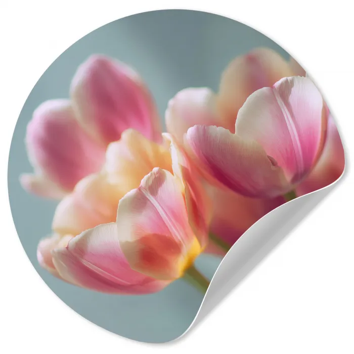 Tulpen - Roze - Stelen Wandcirkel behangsticker klein -3d