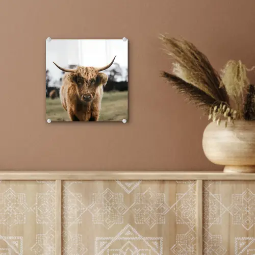 Schotse Hooglander -  Koe - Gras - Dieren - Natuur plexiglas 5mm klein -sfeer5