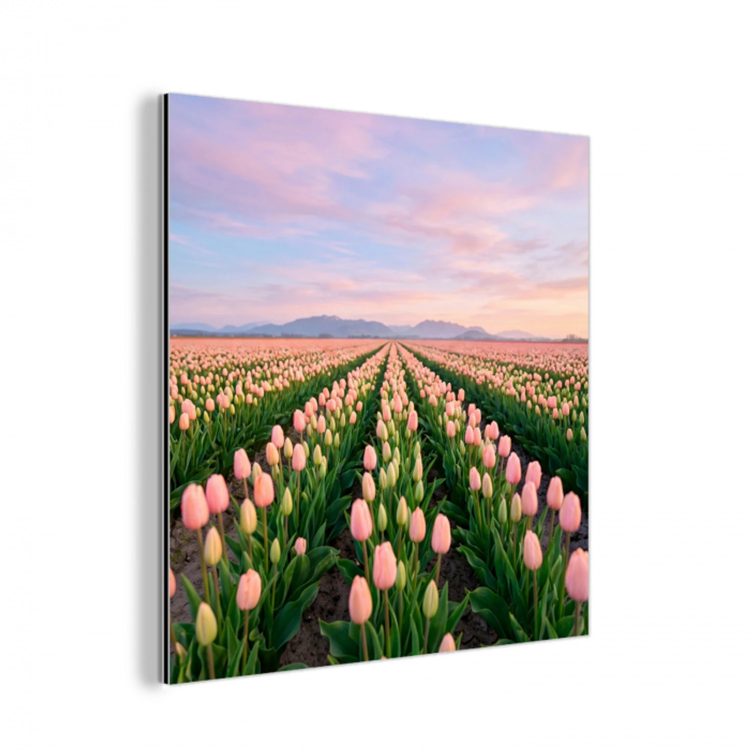 Tulpen - Landschap - Roze aluminium wit klein -3d