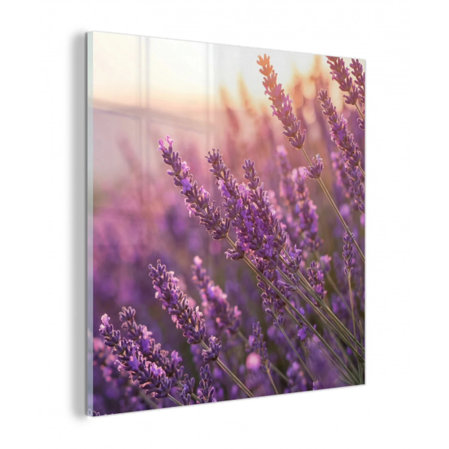 Lavendel - Paars - Zonlicht plexiglas 5mm klein -z3d