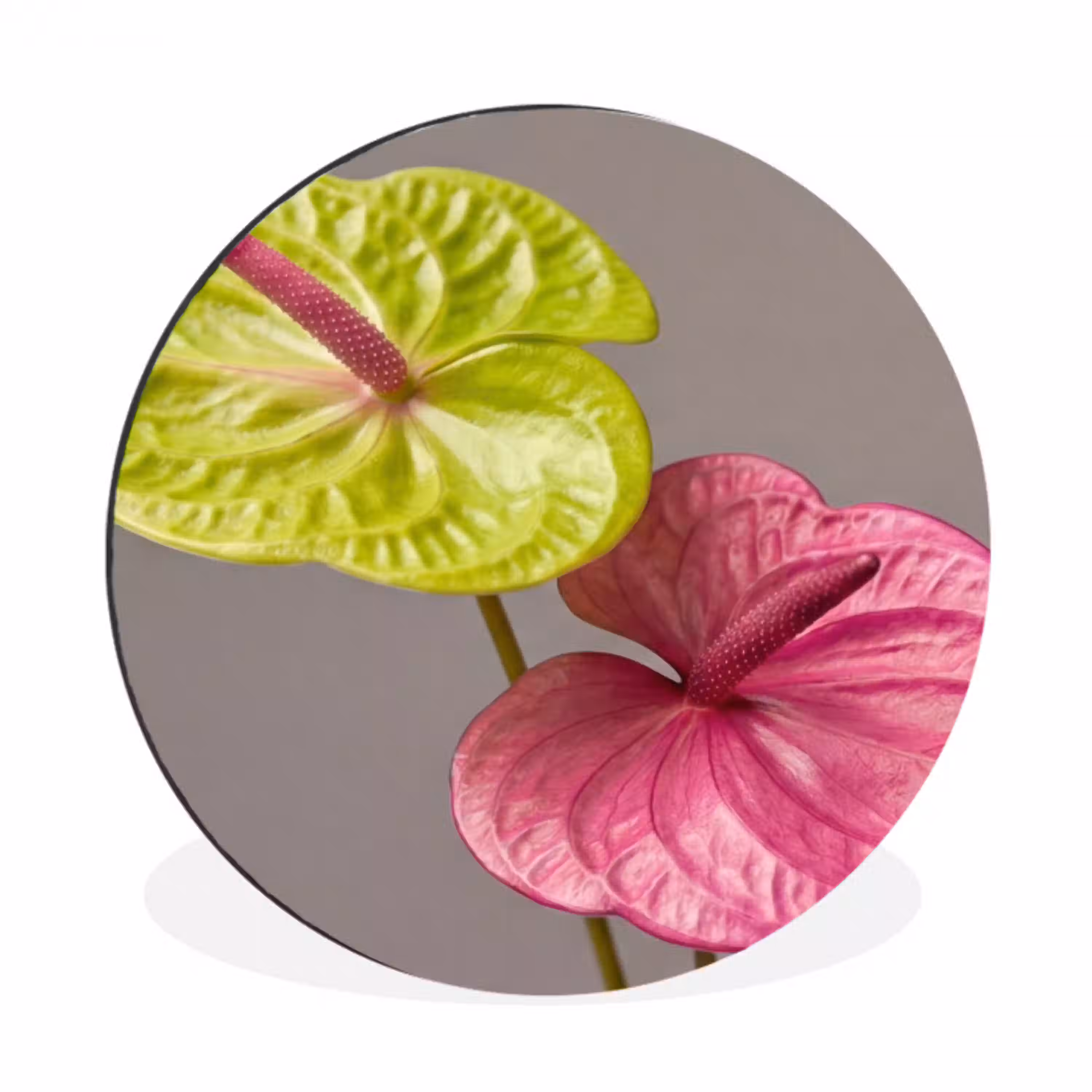 Planten - Anthurium - Groen - Roze Wandcirkel aluminium klein -3d