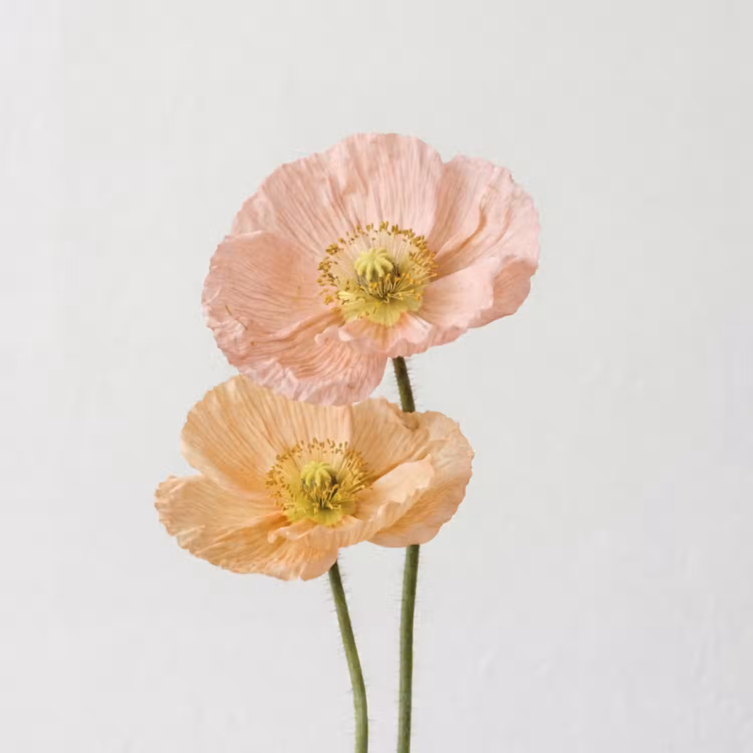 Behang - Papavers - Botanisch - Roze