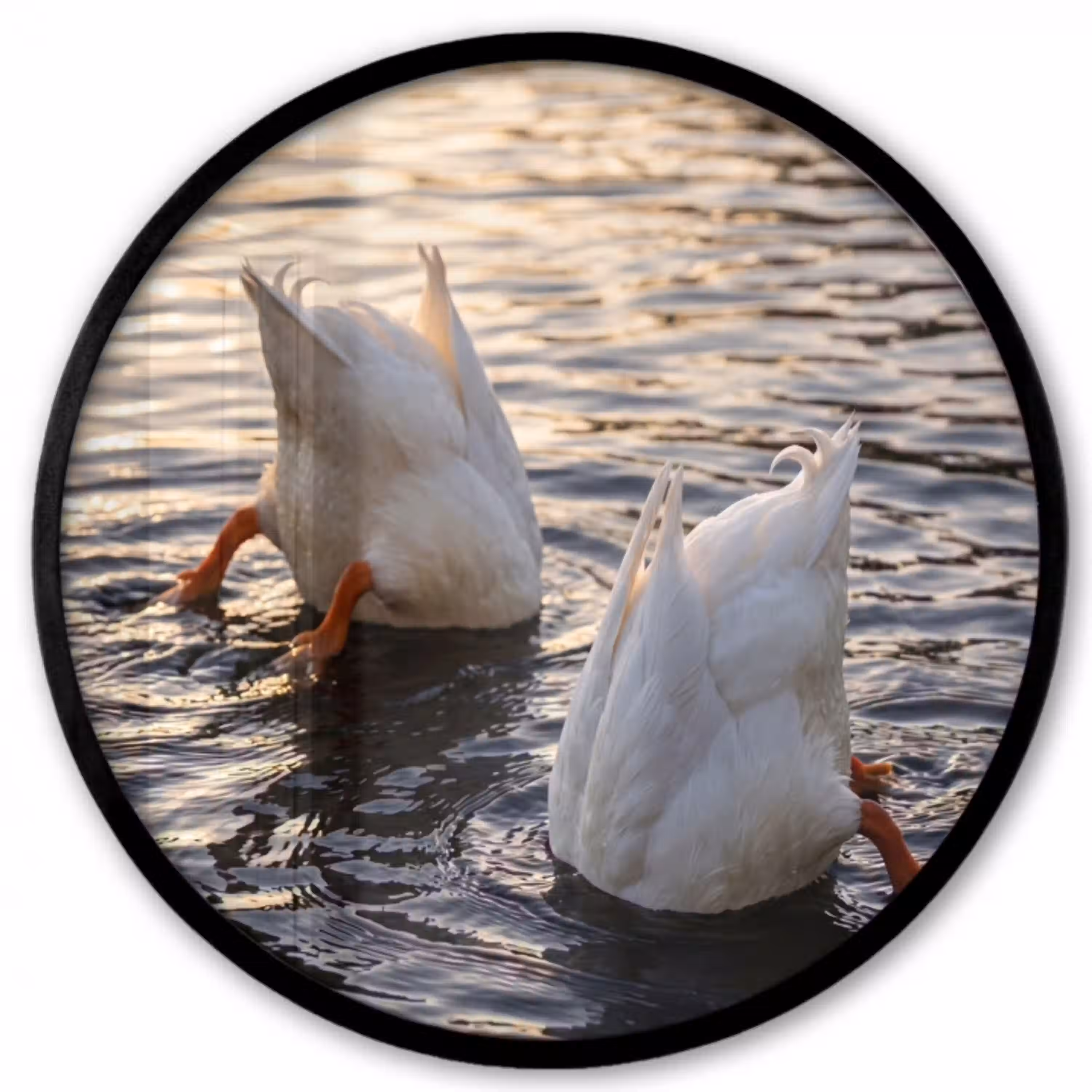 Eenden - Water - Natuur Fotolijst rond zonder passe partout klein -3d