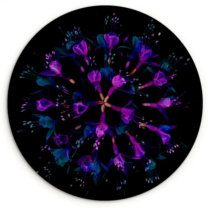 Bloem - Paars - Blauw - Macro - Zwart Wandcirkel kunststof plaat 5mm dik klein -3d