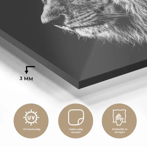 Zwart Wit - Leeuw - Kop - Dieren plexiglas 5mm klein -sfeer2