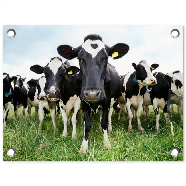 Nieuwsgierige koeien tuinposter los doek klein -3d