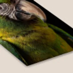 Ara - Portret - Groen fotolijst zwart zonder passe partout klein -zsfeer6