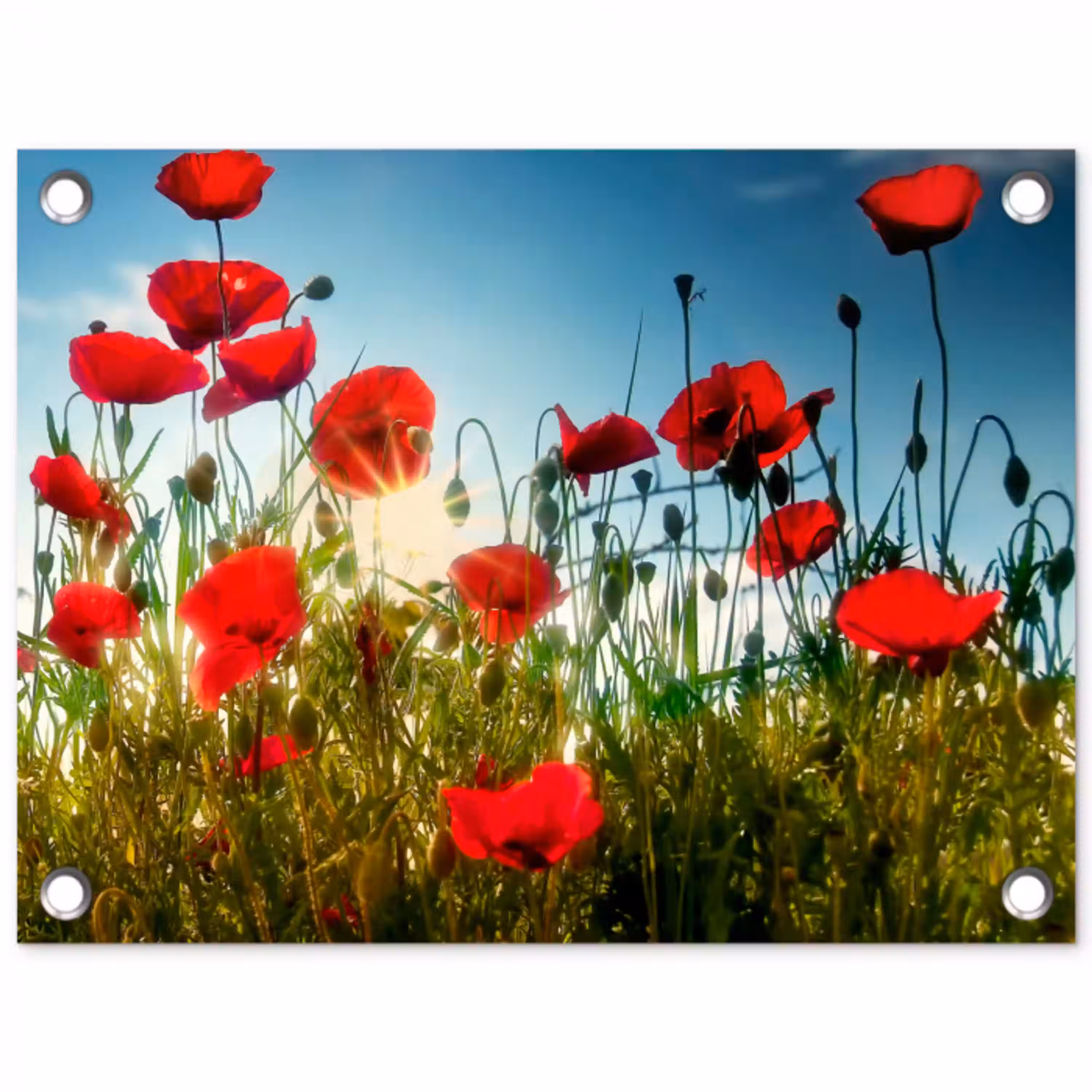 Klaprozen in ochtendlicht tuinposter los doek klein -3d