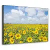 Zonnebloemen - Bloemen - Wolken - Natuur - Geel - Landschap Textielframe zwart klein -3d