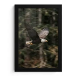 Zeearend - Vliegen - Bos - Natuur fotolijst zwart zonder passe partout klein -3d