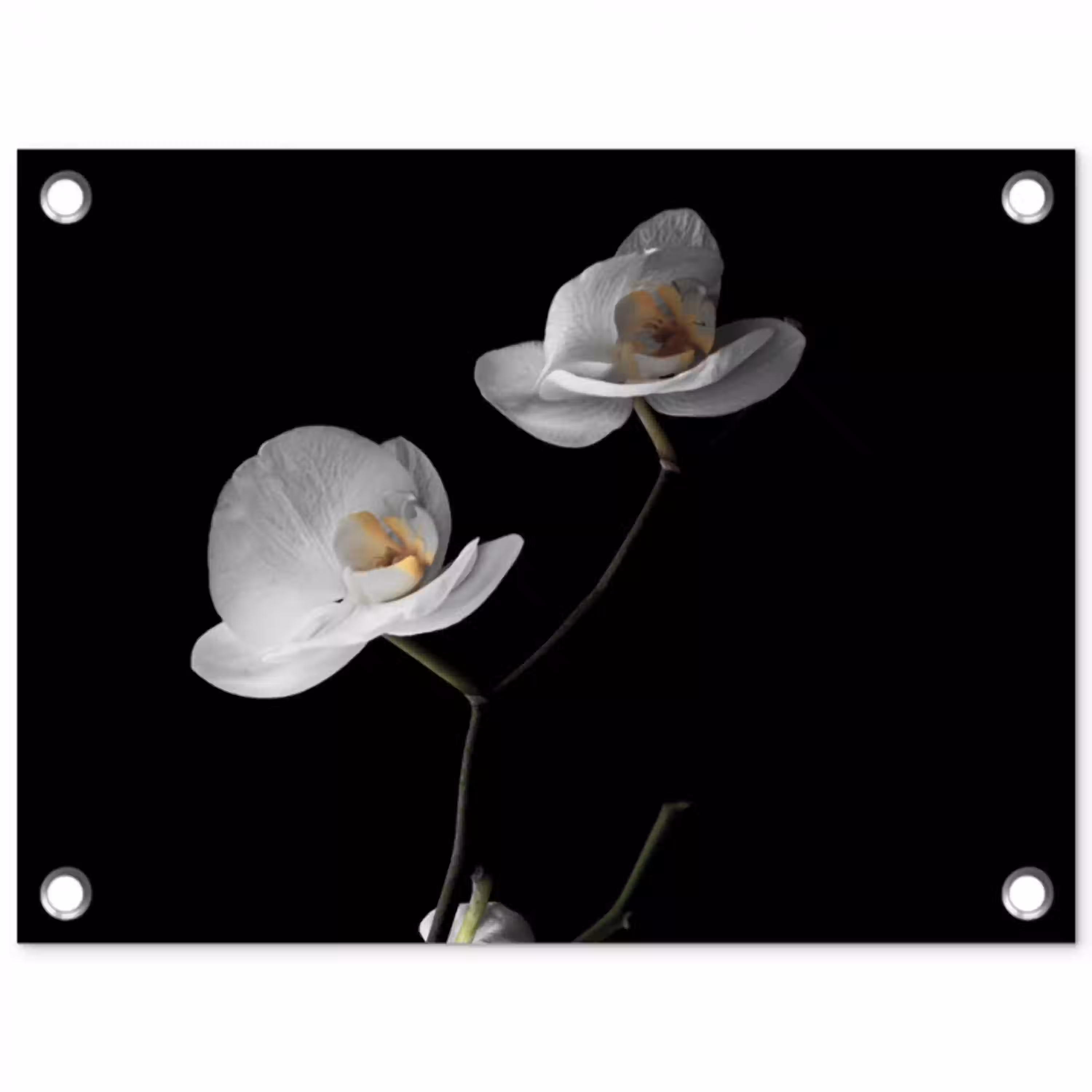 Orchidee - Bloemen - Zwart - Wit - Stilleven tuinposter los doek klein -3d