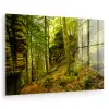 Bomen - Steen - Bos - Natuur - Planten plexiglas 5mm klein -zzzproduct_nieuw