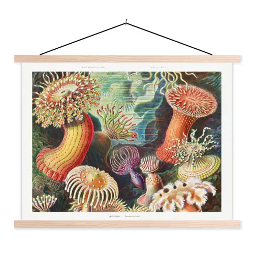 Ernst Haeckel - Anemoon - Retro - Tuinposter - Tuinhuis textielposter latten blank klein -3d