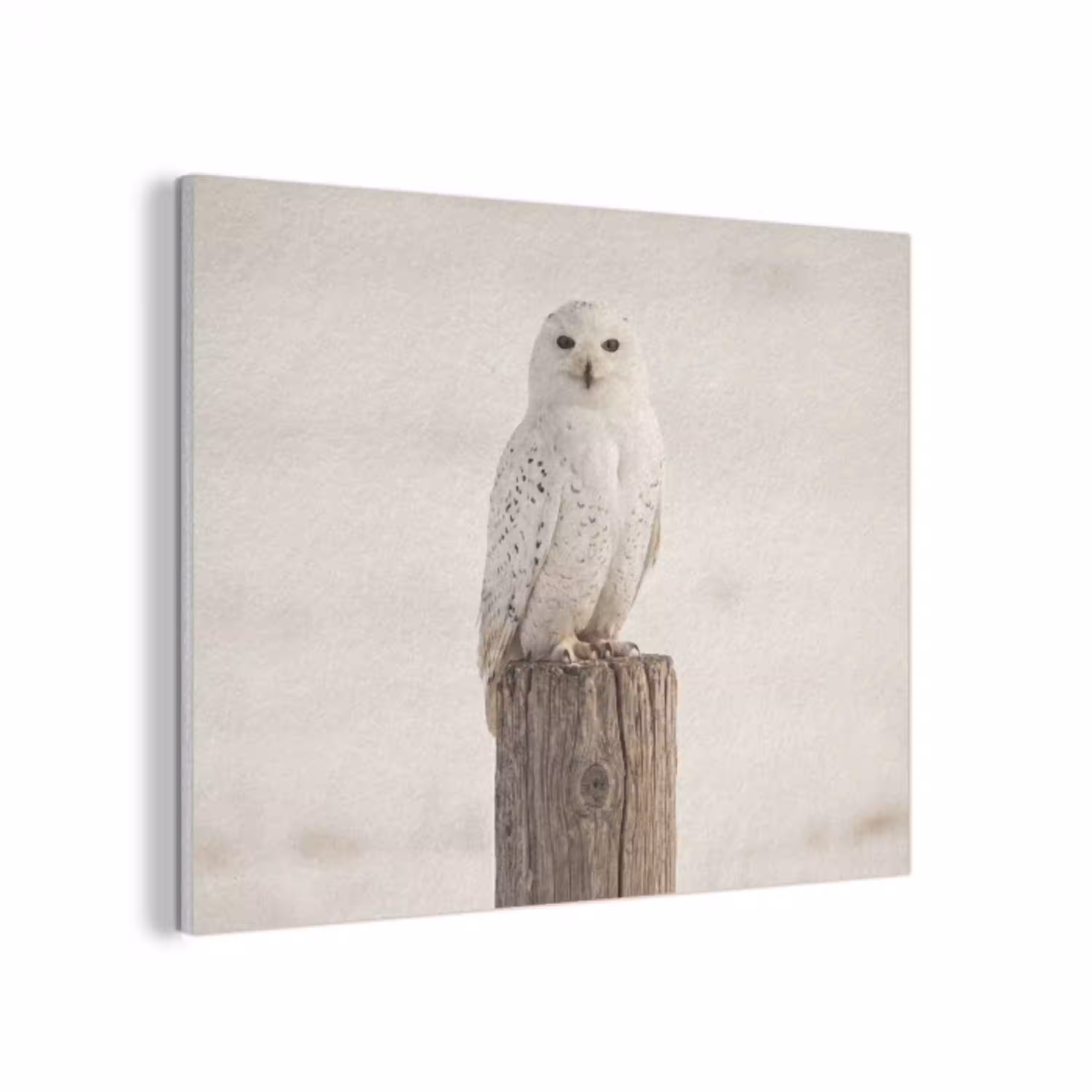Sneeuwuil - Paal - Winter - Portret - Majestueus PET vilt klein -3d