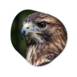 Buizerd - Roofvogel - Natuur - Bruin Wandcirkel Organisch Forex 3mm klein -3d