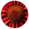Close up - Bloem- Rood Wandcirkel kunststof plaat 5mm dik klein -3d