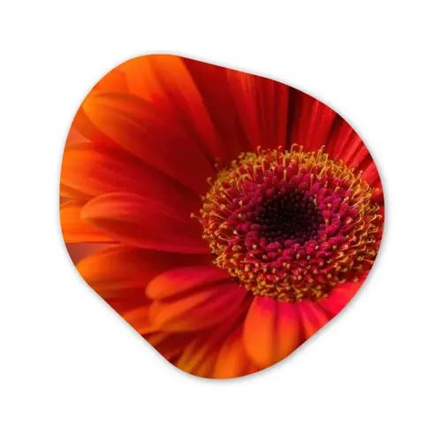Oranje - Gerbera - Intens Wandcirkel Organisch Forex 3mm klein -3d