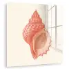 Schelp - Roze - Structuur plexiglas 5mm klein -zzzproduct_nieuw